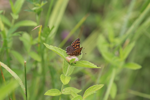 Duke of Burgundy