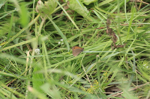 Meadow Brown