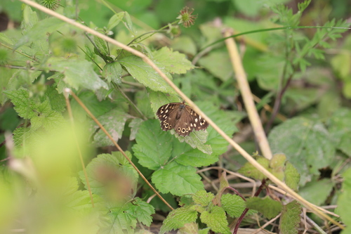 Speckled Wood