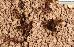 Tetramorium tsushimae