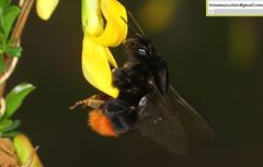 Bombus ignitus