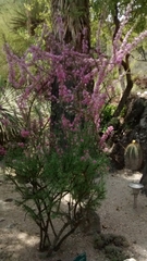 Mimosa monancistra