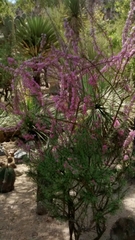Mimosa monancistra