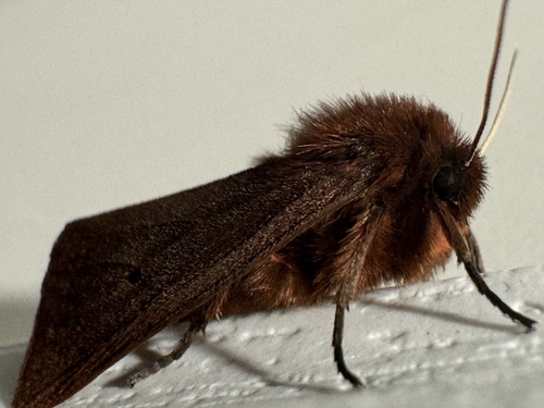 Ruby Tiger Moth photo 4