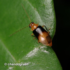 Cerophysella basalis