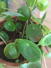 Pilea peperomioides