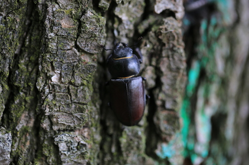 European Stag Beetle