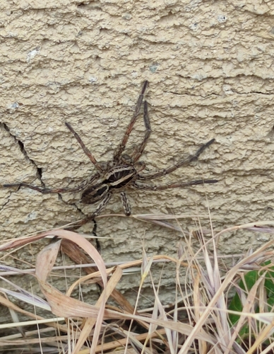 Radiated Wolf Spider