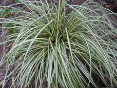 Carex morrowii