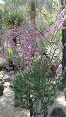Mimosa monancistra