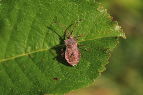 Dock Bug