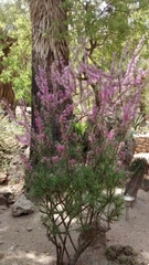 Mimosa monancistra