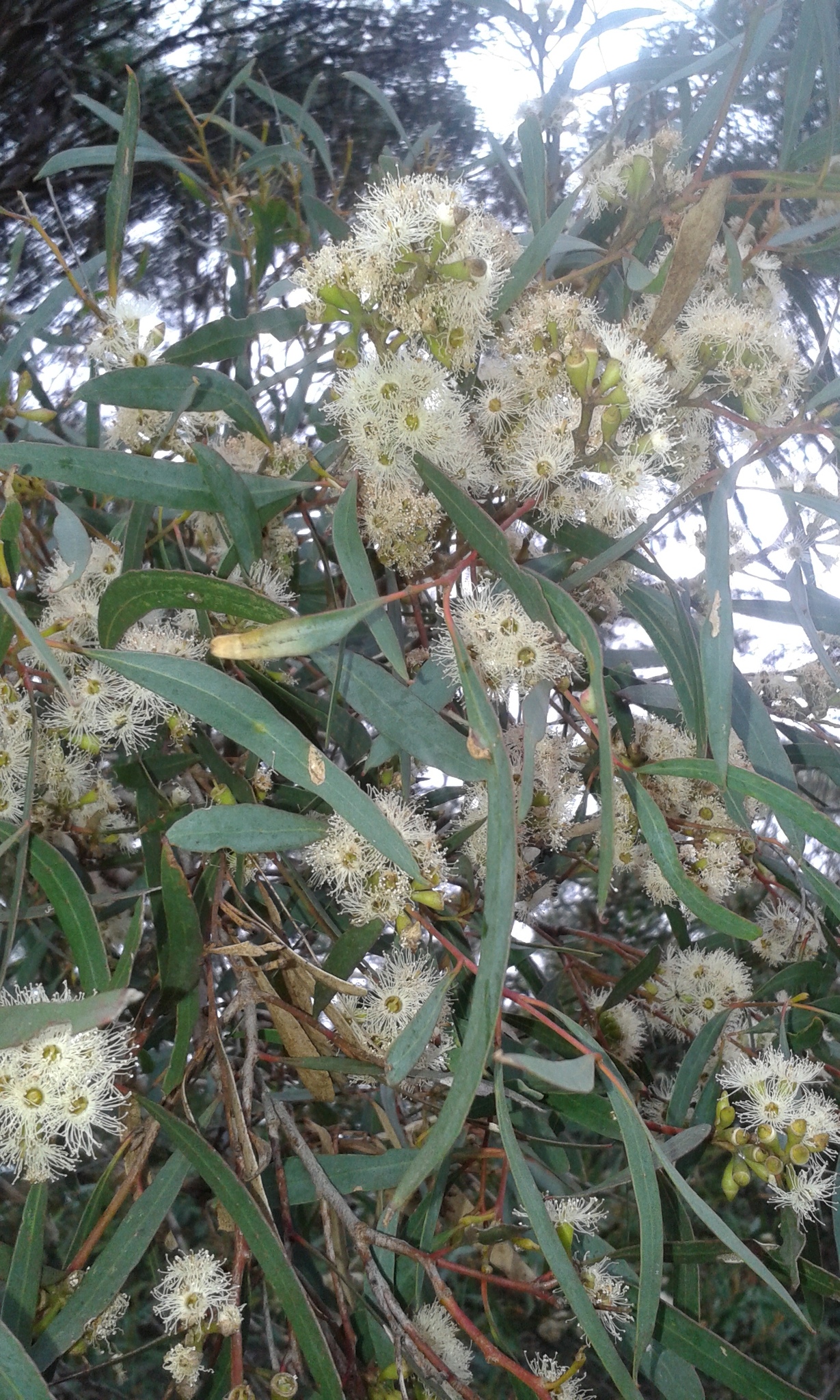 Eucalyptus odorata