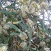 Eucalyptus odorata - Photo (c) margpaech, algunos derechos reservados (CC BY-NC)