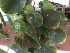 Pilea peperomioides