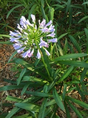Agapanthus