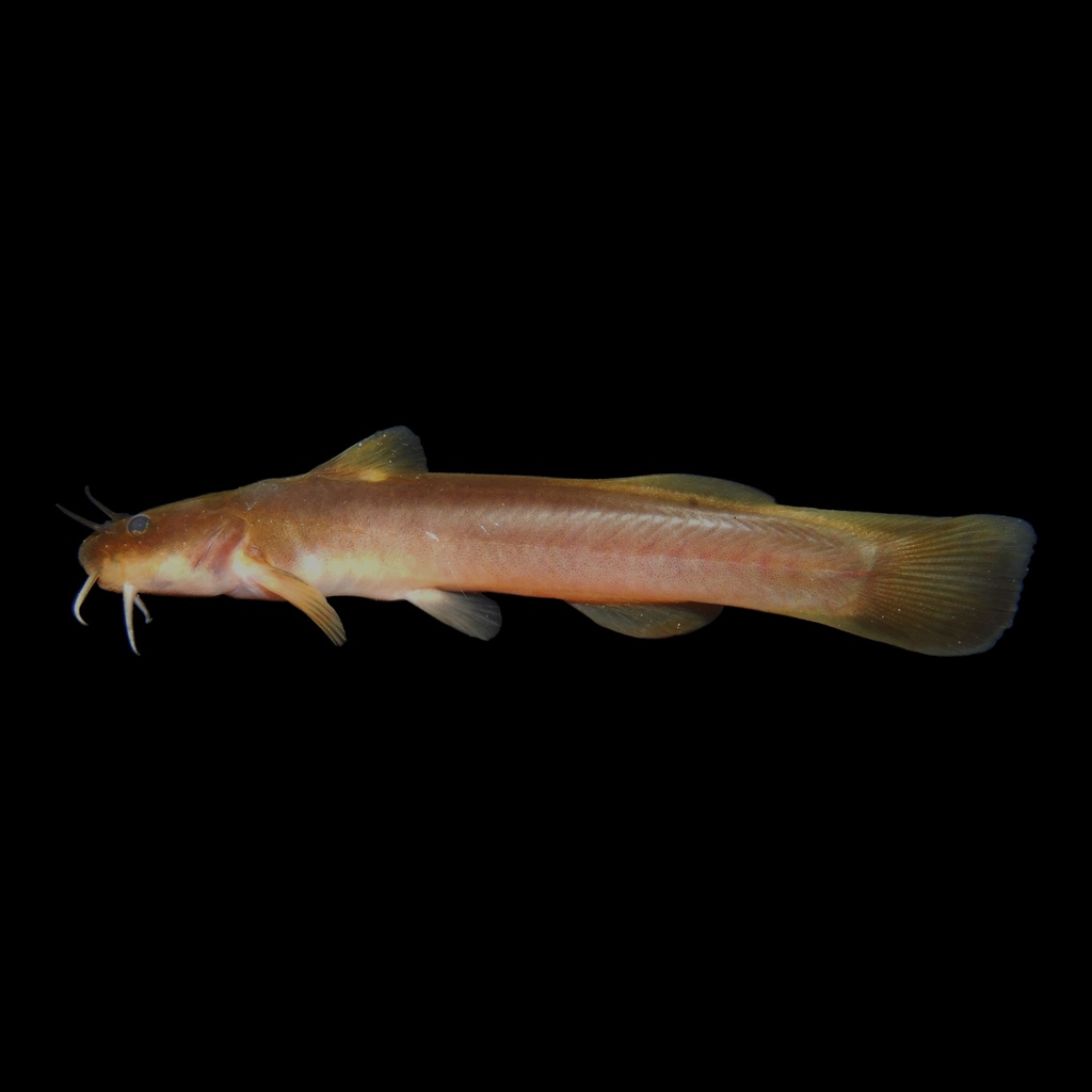 Orangefin Madtom