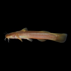 Orangefin Madtom photo 1