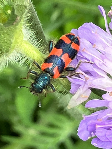 Zottiger Bienenkäfer