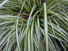 Carex morrowii