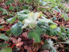 Pelargonium tomentosum