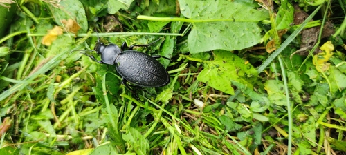 Leather Beetle