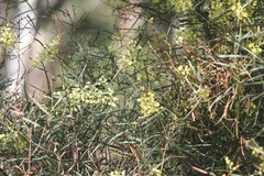 Acacia iteaphylla