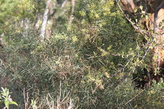 Acacia iteaphylla