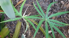 Anthurium podophyllum