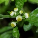 Dichrocephala integrifolia - Photo (c) Lijin Huang (紫楝), algunos derechos reservados (CC BY-NC), subido por Lijin Huang (紫楝)