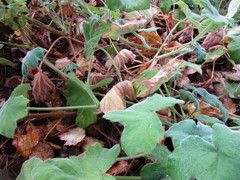Pelargonium tomentosum