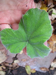 Pelargonium tomentosum