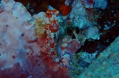 Synchiropus stellatus