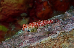 Synchiropus stellatus