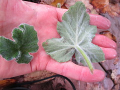 Pelargonium tomentosum