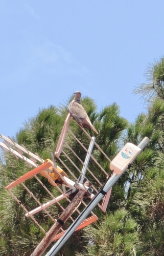 Eurasian Collared-Dove