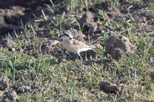 iNaturalist image