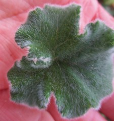 Pelargonium tomentosum