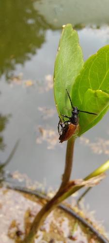 Fairy-ring Longhorn Beetle