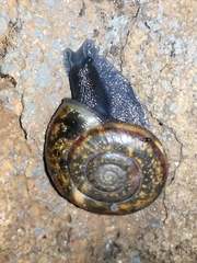 Campylaea illyrica