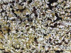 Galeolaria caespitosa