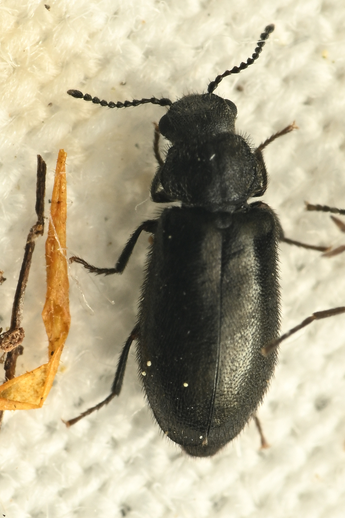 Hudsonian Dasytine
