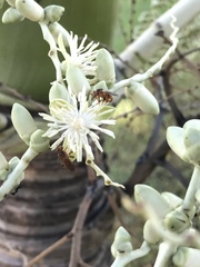 Trigona chanchamayoensis