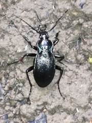Carabus catenulatus
