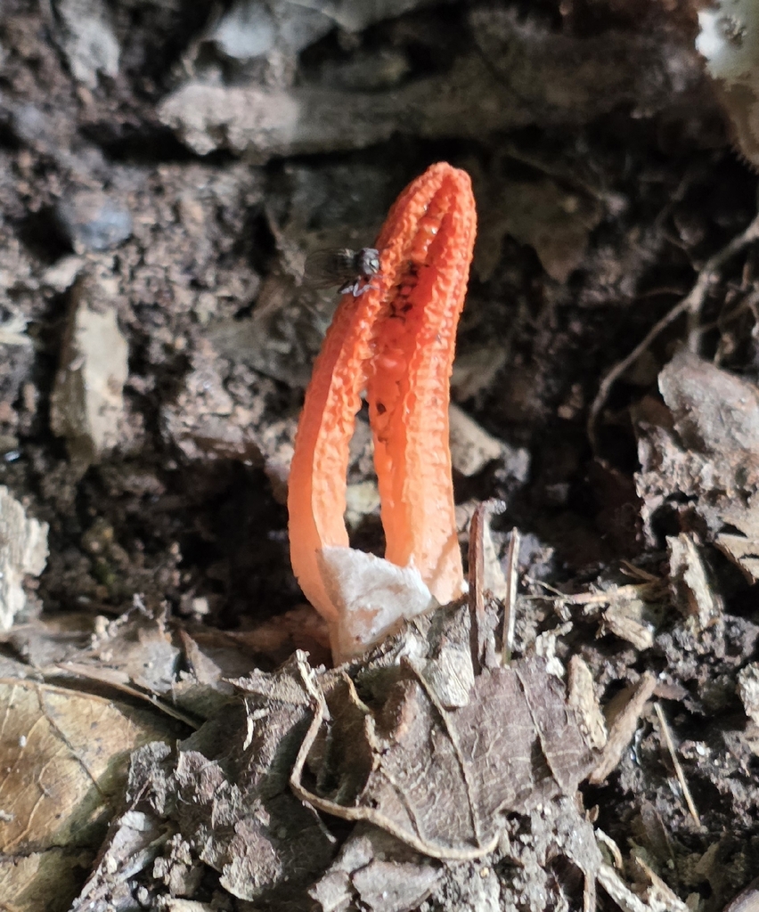 stinky squid · July 2026 · photo: Photo: no rights reserved · iNaturalist