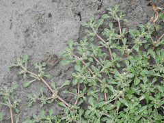 Alternanthera paronychioides