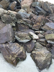 Galeolaria caespitosa