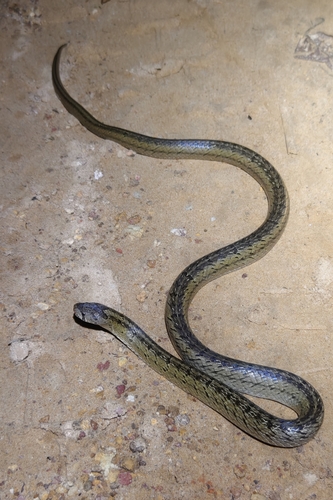 Taiwan Kukri Snake