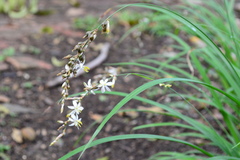 Chlorophytum capense