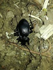 Carabus catenulatus